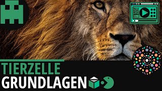 Tierzelle Grundlagen │Biologie Lernvideo Learning Level Up [upl. by Eduino344]