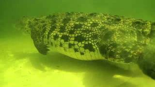 Diving with Nile Crocodiles [upl. by Eecyak596]