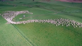 Mesmerising Mass Sheep Herding [upl. by Tiphany]