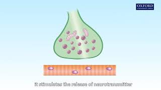 Animation 172 Initiation of muscle contraction by nerve impulses [upl. by Nairret544]