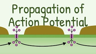 Propagation of Action Potential [upl. by Ahsian]