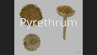 Pyrethrum [upl. by Etrem]