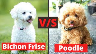 Bichon Frise vs Poodle What are the Differences and Similarities between both these Breeds [upl. by Eenehs]