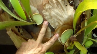 Propagate Staghorn Fern by Cutting [upl. by Pinkham285]