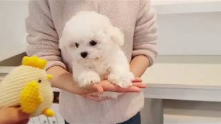 Teacup bichon frise for sale full grown 25kg  Teacup puppies KimsKennelUS [upl. by Northway]