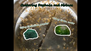 How To Culture Daphnia and Moinas using Green Water Spirulina powder [upl. by Dearman]