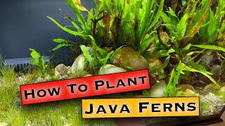 How To Plant Java Fern  Planting with Rhizomes [upl. by Tiedeman897]