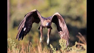 Águila real cazando [upl. by Kcirtemed]