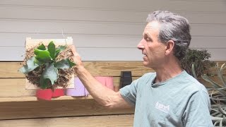 How to Mount a Staghorn Fern Platycerium bifurcatum [upl. by Ha]