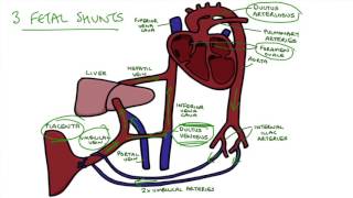 Understanding Fetal Circulation [upl. by Corell]