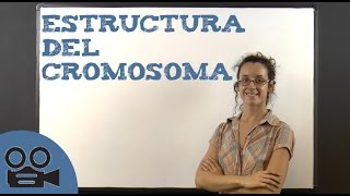 Estructura del cromosoma [upl. by Happy]