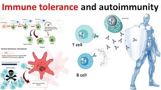 Immune Tolerance and autoimmunity overview [upl. by Ahseekan722]