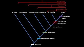 Kladistik Tutorial phylogenetische Systematik [upl. by Nonohcle799]