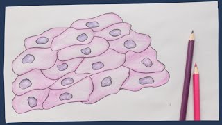 Epithelium the basics  Biology tutorial [upl. by Trant235]