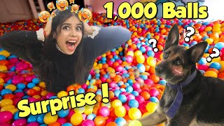 Surprising My DOG with 1000 Colourfull Balls 😱 Hilarious Reaction [upl. by Edmond]