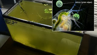 Raising Daphnia for the Freshwater Aquarium [upl. by Eninnaej679]