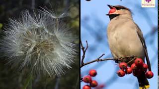 Seed Dispersal  Environmental Studies  Grade 5  Periwinkle [upl. by Manvell671]