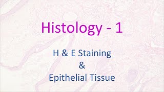 Histology  1  HampE Staining and Epithelial Tissue [upl. by Enaoj457]