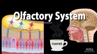 Olfactory System Anatomy and Physiology Pathways Animation [upl. by Russom]