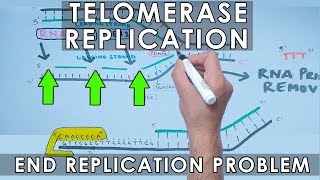 Telomerase Replication in Eukaryotes  End Replication [upl. by Ahseenal]