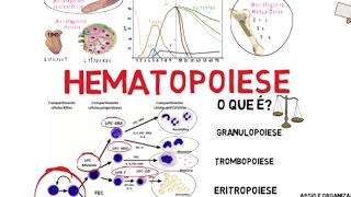 Hematopoiese [upl. by Clayton483]