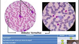 Células Sanguíneas em Microscopia Óptica [upl. by Saretta]