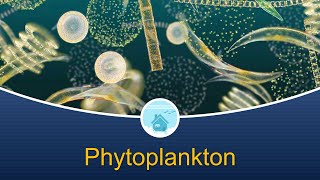 Marine Biology at Home 4 Phytoplankton [upl. by Artied]