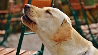 LABRADOR BARKING  LABRADOR HOWLING AND BARKING COMPILATION 2016 [upl. by Berga]