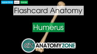 Humerus  Flashcard Anatomy [upl. by Allana884]