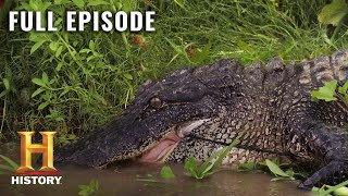 Swamp People GATOR INVASION THREATENS ALL S10 E1  Full Episode  History [upl. by Lorrac]