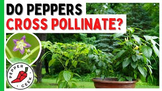 Do Peppers Cross Pollinate All About Pollination In Pepper Plants [upl. by Nohsar608]