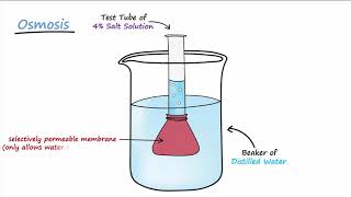 Diffusion amp Osmosis [upl. by Sara-Ann]