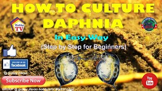 HOW TO CULTURE DAPHNIA In Easy Way [upl. by Curren]