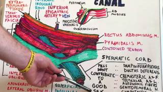 Inguinal Canal  Anatomy Lecture for Medical Students  USMLE Step1 [upl. by Aihsakal]