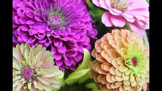 Pinching Zinnias For Bushy Plants And More BloomsGrowing Zinnia Flowers [upl. by Alliuqal]