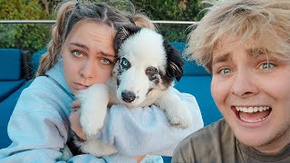 GIVING AWAY GIRLFRIENDS PUPPY PRANK [upl. by Brodeur368]