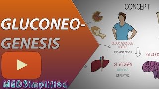 Gluconeogenesis Pathway Made Simple  BIOCHEMISTERY [upl. by Niamor996]