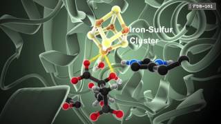 How Enzymes Work from PDB101 [upl. by Emmalyn]