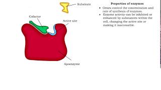 Enzyme structure  Properties of enzymes [upl. by Tortosa833]