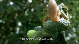 Chameleon Tongue In Slow Motion  One Life  BBC Earth [upl. by Yenttirb94]