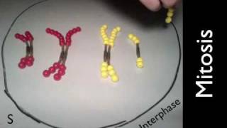 Mitosis and Meiosis Simulation [upl. by Hamil]