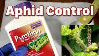 How to treat aphids with pyrethrin mixed from concentrate [upl. by Matthew]